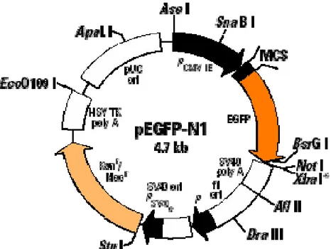 Figura 7 Struttura del plasmide EGFP 