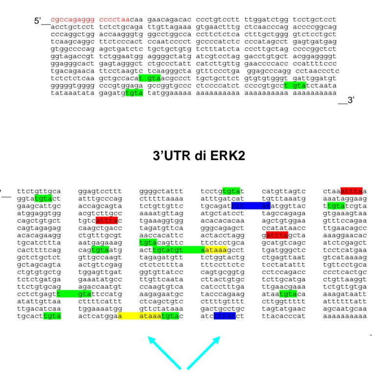 Figura 19. Caratterizzazione delle regioni 3’UTR di ERK1 ed ERK2.  In verde  sono  evidensiate le sequenzeEden, in giallo  le sequenze  CPE,  in blu  le sequenze PAE,  in fiola 