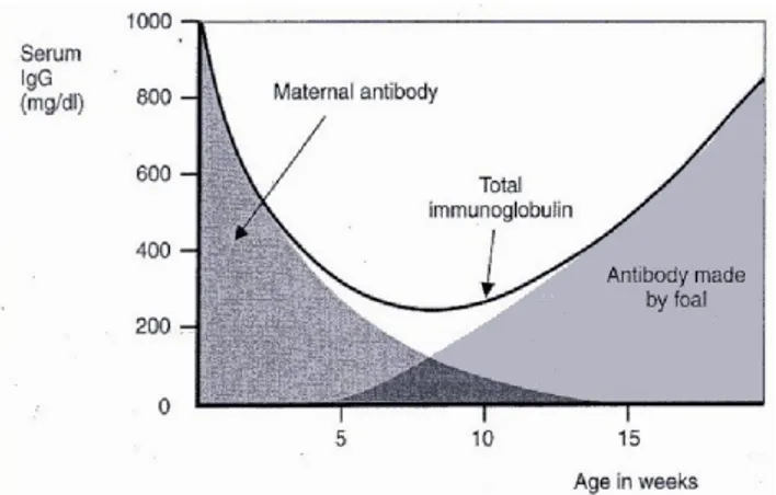 Figura 1.1: Livelli di Ig sieriche nel puledro durante le prime 15 settimane di vita [19].