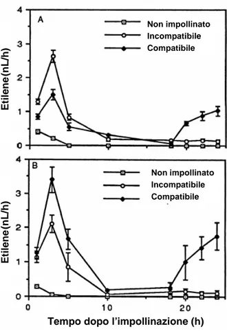 Fig. 1 – Produzione di etilene a seguito dell’impollinazione compatibile e incompatibile in 