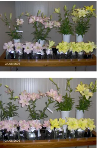 Fig. 13 - Particolare dell’esperimento  riportato in Figura 12. Fiori di controllo  (non impollinati manualmente), alto a sx;   fiori impollinati manualmente, alto a dx;  fiori emasculati, di fianco