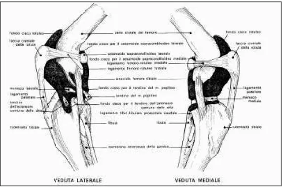 Figura 1.4: Struttura della capsula articolare del ginocchio del cane 8 . 