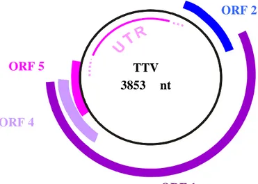 Figura 16.2_1: Organizzazione del genoma di TTV 