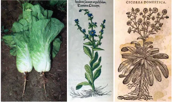 Figura 20 - Fotografia della parte edule e fittone della Cichorium intybus L. v. foliosum, coltivata ai  nostri giorni 