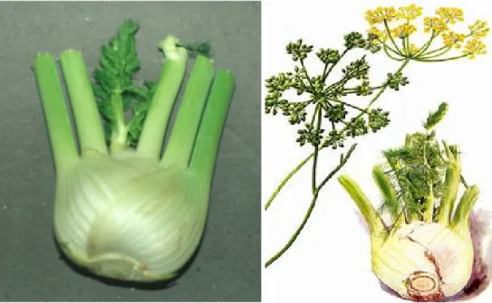 Figura 23 - Fotografia della parte edule della pianta Foeniculum vulgare  Figura 24 - Disegno dell’infiorescenza e la parte edule