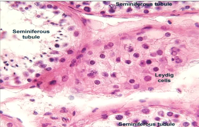 Figura 5.  Aspetto istologico delle Cellule interstiziali di Leydig  (ematossilina-