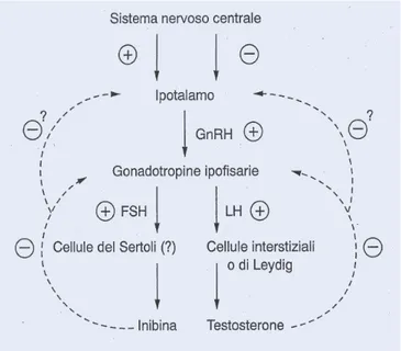 Figura 1.5.1. Meccanismi di retroazione (feed-back) positiva o negativa alla base della 