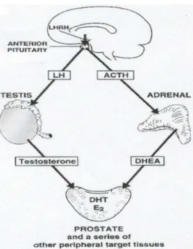 Figura 1.5.2. Rappresentazione schematica del ruolo del testicolo e del surrene nella produzione 