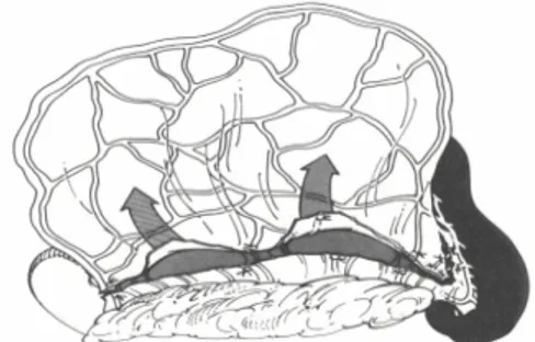 Figura 3.3.5. Scollamento del foglietto dorsale dell'omento (Ross e Pardo, 1993). 