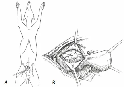 Figura 3.5.1. A: laparotomia caudale. B: scollamento del tessuto adiposo. (Slatter, 2005)