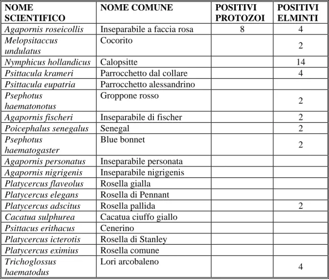 Tabella 3.1 Nome scientifico, nome comune dei pappagalli e numero di soggetti  positivi agli endoparassiti 