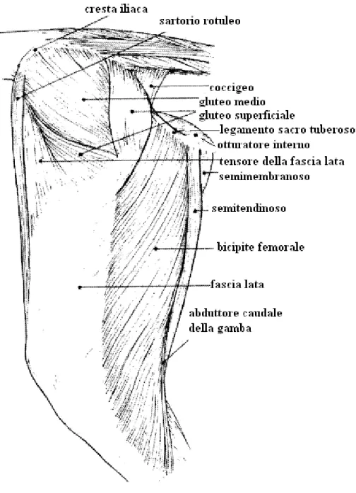 Fig. 5:   ARTO SINISTRO, PIANO SUPERFICIALE  ( veduta laterale ) 