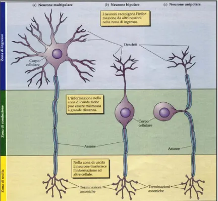 Figura 1.6 Tipi di neuroni in base alla classificazione di Ramon y Cajal 
