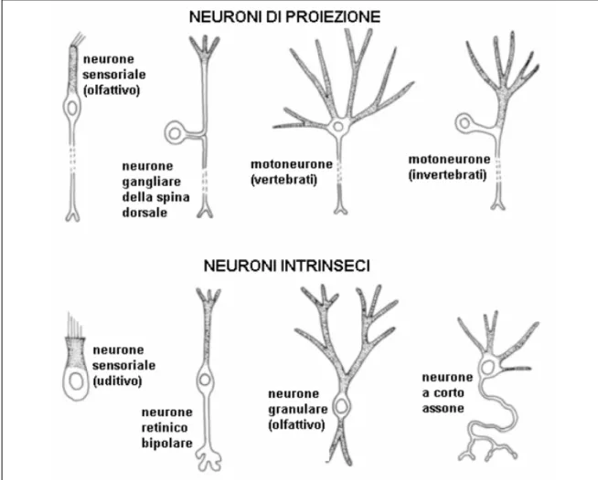 Figura 1.8 Esempi di neuroni di proiezione e neuroni intrinseci 