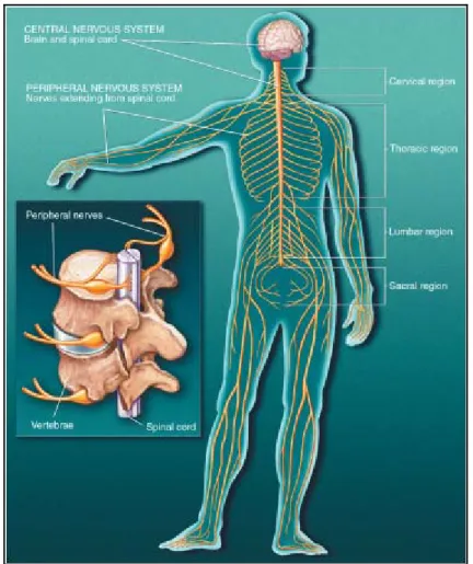 Figura 1.1 Il sistema nervoso nell’uomo 