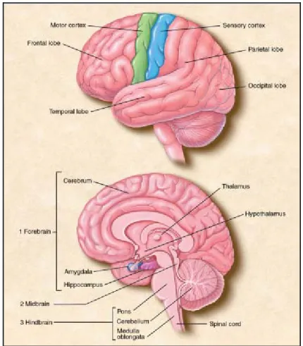 Figura 1.2 La corteccia cerebrale ed una sezione del cervello 