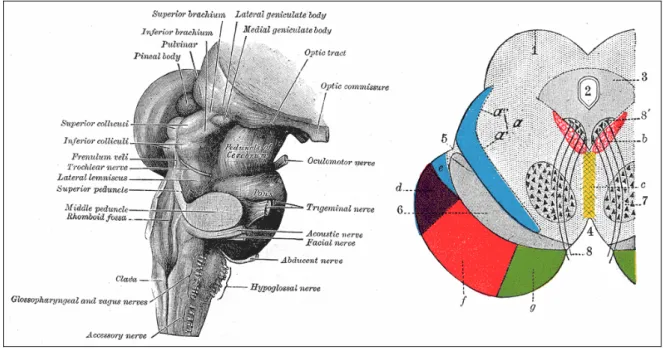 Figura 1.3 Il mesencefalo ed una sua sezione coronale: 1. Corpi quadrigemini. 2.  Acquedotto cerebrale