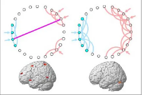 Figura 2.10 Effetto della connettività neuronale sull’attivazione cerebrale. In alto: nella 