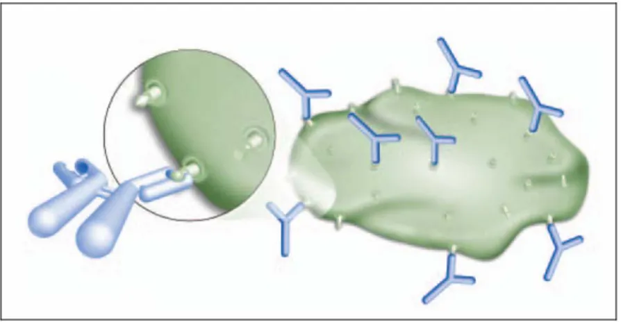 Figura 3.12 Legame di anticorpi con i loro specifici antigeni 