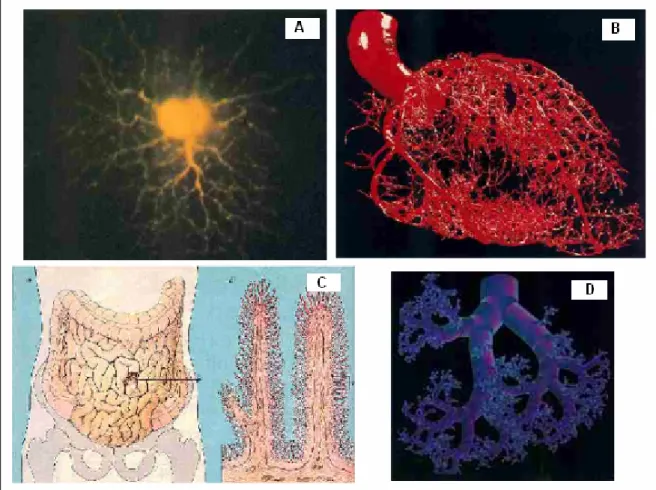 Figura 6 Strutture biologiche frattali: A. Neurone, B. Vasi sanguigni, C. Intestino, D