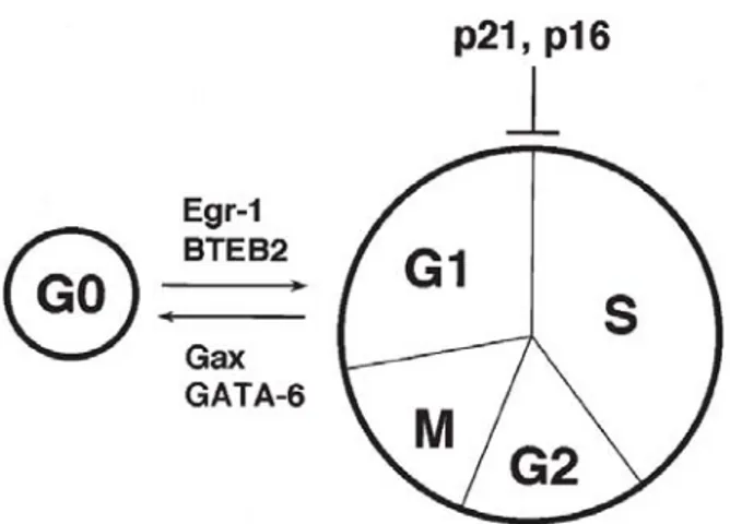 Figura 7. I fattori di trascrizione che promuovono il fenotipo  quiescente o contrattile delle SMC includono gax e GATA-6