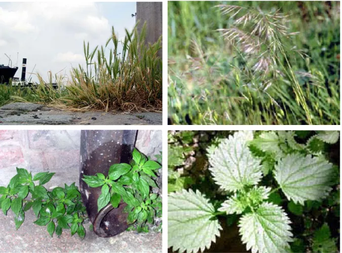 Figura 1.4. Piante spontanee allergeniche tipiche degli ambienti urbani. (Da sinistra a destra, partendo dall’alto): orzo  selvatico (Hordeum murinum), graminacee, vetriola (Parietaria diffusa), ortica (Urtica dioica)