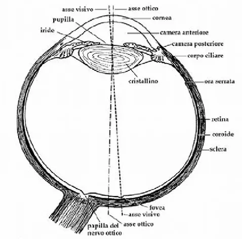 Figura 1.1 – Bulbo oculare destro in sezione orizzontale, con gli assi ottici. 