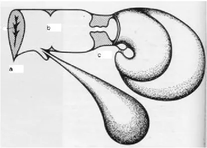 Figura  2:  Rappresentazione  schematica  degli  istmi  anatomici  delle  vie  genito-urinarie:  a  =  vulva;  b = anello imeneale; c = cervice