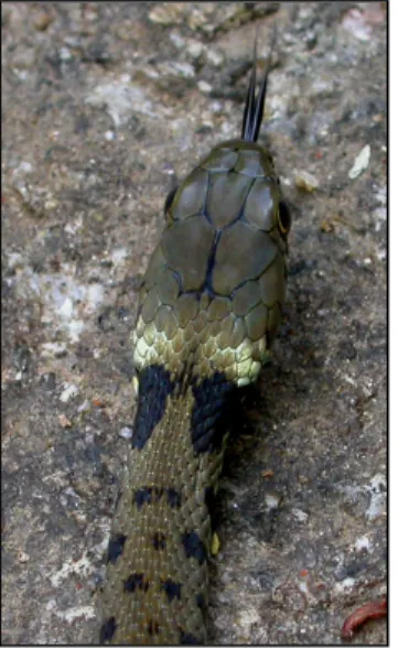 Fig. 10:Natrice dal  collare (Natrix natrix):  protrusione della lingua 
