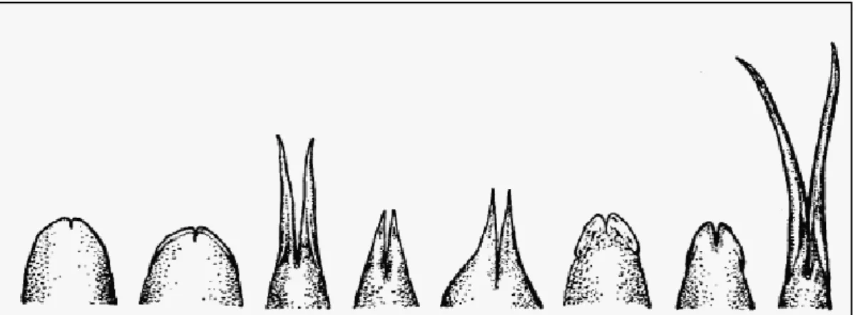 Fig. 11: variazioni nella forma nella punta della lingua in diversi gruppi di squamati