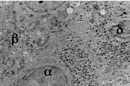 Figura 5 - Immagine al microscopio elettronico di una isola pancreatica umana.