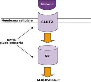 Figura  6  -    Rappresentazione  grafica  dell’unità  gluco-sensoria  nella  _-cellula