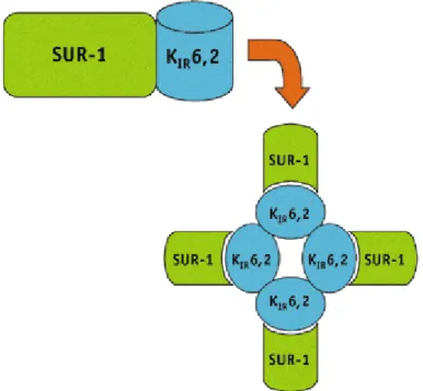 Figura  7  -  Rappresentazione  grafica  del  canale  del  K +