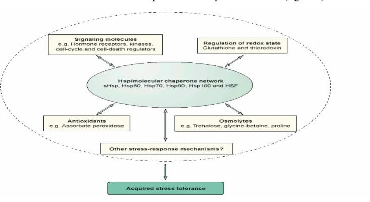 Figura 3  Interazione tra il sistema HSP/chaperone e altri meccanismi di difesa adottati dalle piante  nell’acquisizione della tolleranza allo stress (Wang et al., 2004)