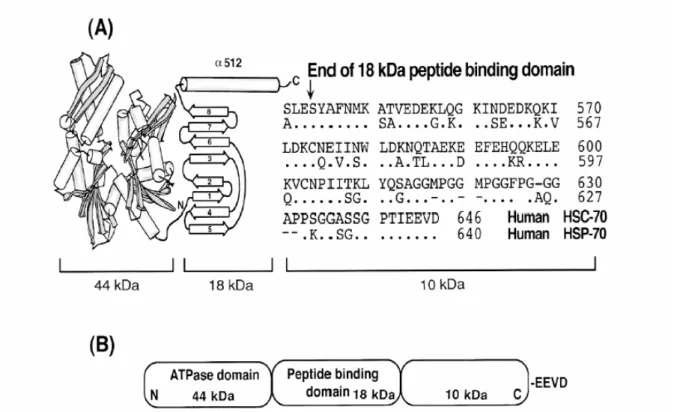 Figura 5  Struttura molecolare dell’HSC70 e HSP70 umana (A) e caratterizzazione dei singoli domini (B) (Kiang  and Tsokos, 1998)