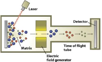 Figura 7: funzionamento dello spettrometro MALDI-ToF. 