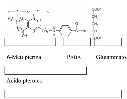 Figura 2. Struttura dell’acido folico. 