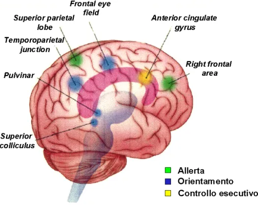 Figure I: Functional anatomy of the attentional networks. The pulvinar, superior colliculus, superior parietal lobe, and frontal eye fields are often found active in studies of the orienting network