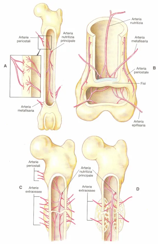 Figura  6.1.a:   Rappresentazione  della  vascolarizzazione  dell'osso.    A:  normale;  B:  immaturo;  C: 
