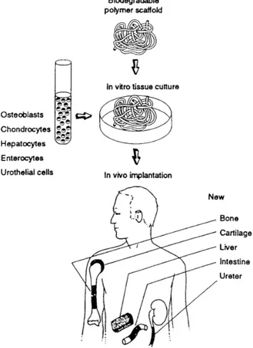 Figure 1.6.  Neomorphogenetic approach to tissue engineering [Langer, 1993].