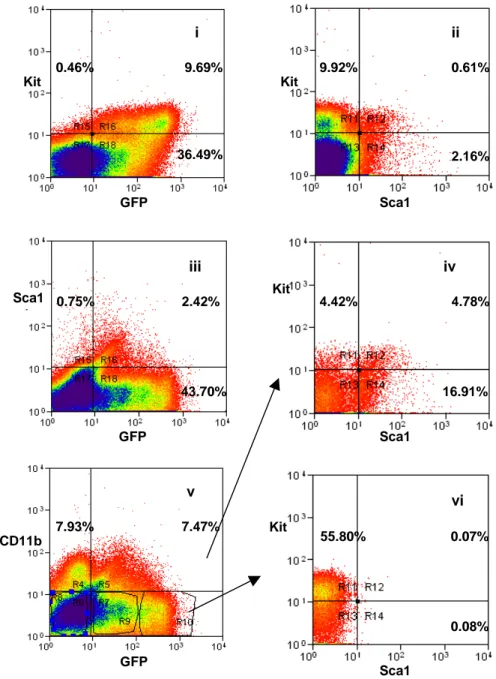 Figure 5 Cytofluorimetric analyses of Kit, CD11b, Sca1 and GFP in fetal liver. 
