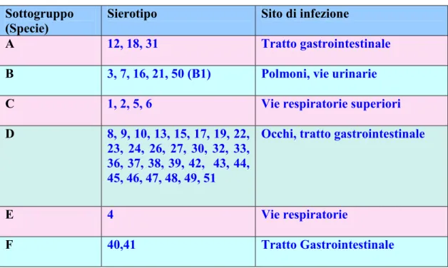 Tab. 1.4.1.1 Classificazione sierotipica degli adenovirus umani (Jiang, 2006)   Sottogruppo 
