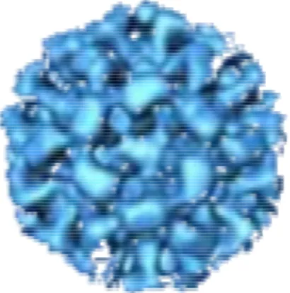 fig. 1.4.2.1 Norovirus, struttura tridimensionale 