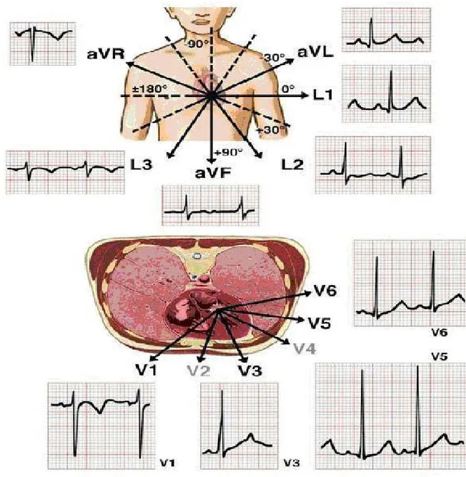 fig. 1: ECG and electrical views of the heart from various angles. 