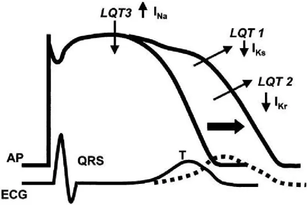 fig. 5: Different repolarizing currents across ventricular wall in LQTSs 