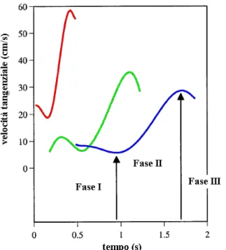 Fig. 2.9 Andamento invariabilmente a campana della velocità tangenziale e distinzione delle  tre fasi componenti il movimento