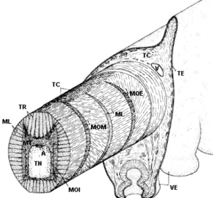 Fig. 2.1 Tentacolo di polpo: TN, tessuto nervoso; A, arteria; MT, muscoli trasversali; ML,  muscoli longitudinali; MOI, muscoli obliqui interni; TR, trabeculae; TC tessuto connettivo; 