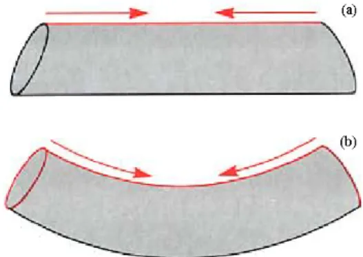 Fig. 2.4 Principio di formazione della curvatura del tentacolo: contrazione dei longitudinali  (a) e dei relativi trasversali (b)