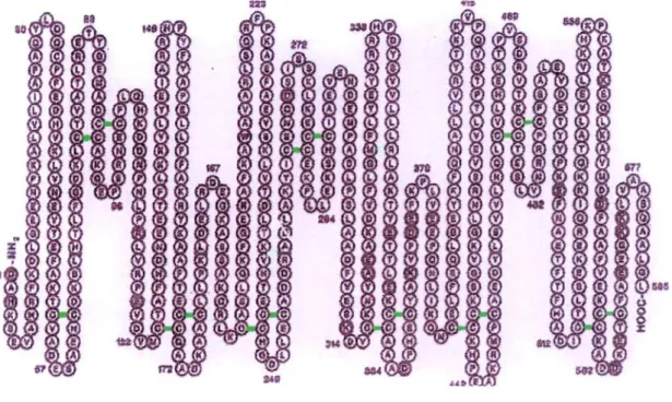 Fig. 9.  Sequenza aminoacidica, organizzazione dei ponti disolfuro nell’HSA. In questa figura è  possibile osservare l’interazione tra le varie cisterne (in verde) che si trovano lungo la sequenza