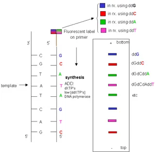 Fig. 1.7: Schema del sequenziamento secondo la metodologia di Sanger. La sequenza di interesse  viene amplificata con una PCR dove ai soliti nucleotidi si aggiungono 4 deossinucleotidi marcati  che saranno letti da un laser